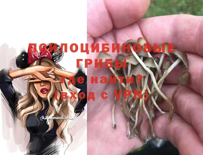 blacksprut ссылка  Рыбное  Псилоцибиновые грибы Psilocybe 